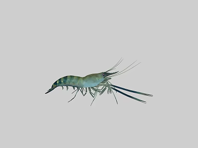 Greenish Grey Aquatic Shrimp With Striped Body Long Antennae And Segmented Exoskeleton 3d model
