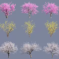 Collection Of Various Trees Featuring Pink Flowers Yellow Blossoms And Leafless Branches