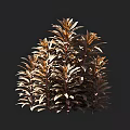 Golden Brown Leaf Shrub With Lush Dense Foliage And Bushy Growth Habit