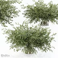 Natural Olive Branch Green Foliage Decorative Ornament Set With Glass Vase For Home Decor