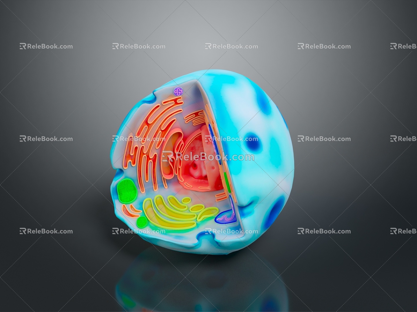 Cell Human Cell Cell Structure Cell Tissue Anatomical Organ Human Organ Human Organ 3d model