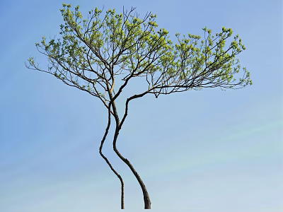 Beautiful Arbor With Curved Trunk And Fresh Green Leaves Against Clear Blue Sky 3d model