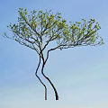 Beautiful Arbor With Curved Trunk And Fresh Green Leaves Against Clear Blue Sky