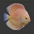 Vibrant Tropical Discus Fish With Red Spots And Blue Fins On Gray Background