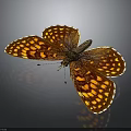 Stunning Brown And Yellow Spotted Butterfly With Open Wings On Dark Background