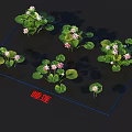 Beautiful Water Lily Plants Growing On Water Surface With Green Pads And Pink Flowers