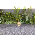 Lush Green Plants And Flowers With Tropical Foliage Against Dark Wall And Gravel Ground