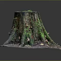 Natural Wooden Tree Stump With Green Moss Mushrooms And Fallen Leaves