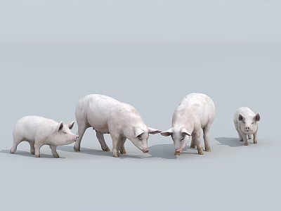 Group Of White Pigs With Adult And Young Piglets On Grey Background 3d model