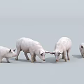 Group Of White Pigs With Adult And Young Piglets On Grey Background