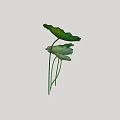 Aquatic Plants Fresh Green Lotus Leaves with Long Stems and Various Sizes