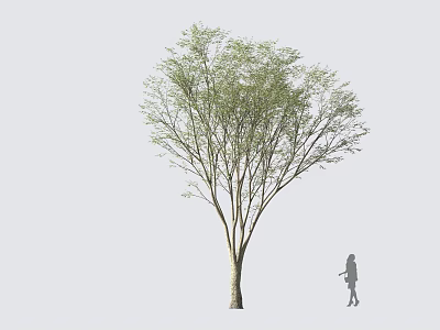 Tall Deciduous Tree With Green Foliage And Human Figure Standing Beside 3d model