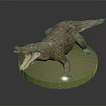 Realistic Detailed Crocodile Model With Open Mouth On Green Circular Base