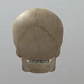 Detailed Handcrafted Human Skull Sculpture With Realistic Facial Features And Texture