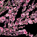 Two Flowering Trees With Pink Blossoms And Full Branches Against Black Background