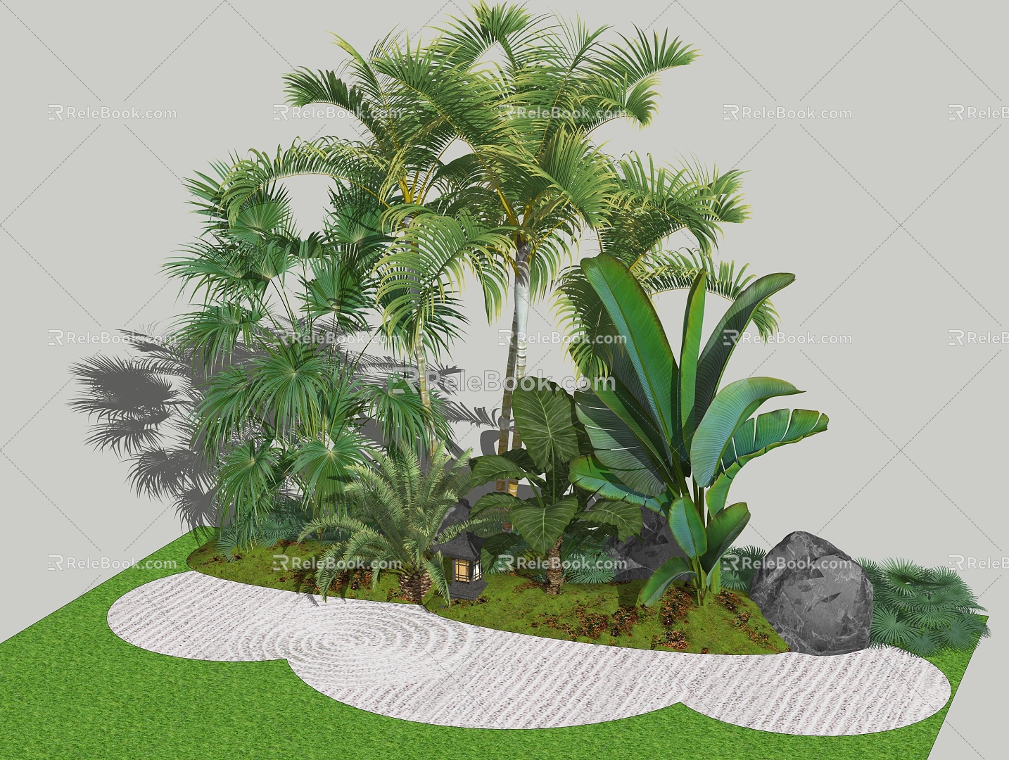 plantain plantlet cycas tropical plant model