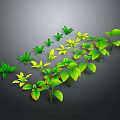Indoor Decorative Plants With Green And Yellow Leaves In Various Shapes Arranged On Dark Background