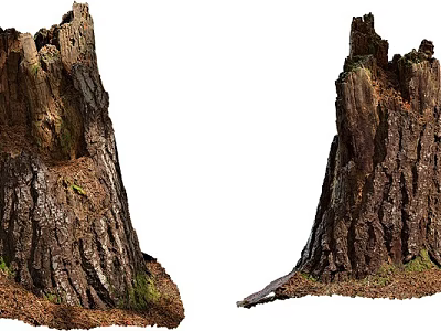 Old Tree Stumps With Rough Bark And Mossy Base In Natural Scene 3d model