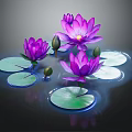 Vibrant Purple Lotus Flowers With Lily Pads And Buds Floating In Water