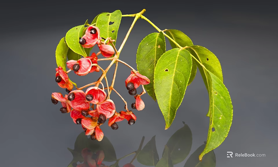 Close Up Of Plant With Red Fruits And Green Leaves On Branches 3d model 