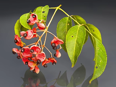 Close Up Of Plant With Red Fruits And Green Leaves On Branches 3d model