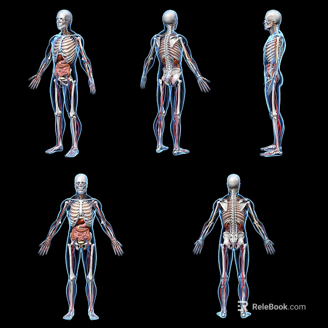 Human Limbs Organ Anatomy With Skeletal Structure And Detailed Muscle Tissue Views 3d model 