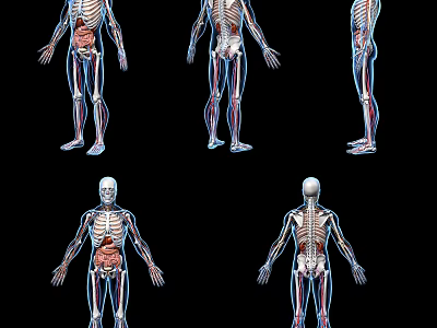 Human Limbs Organ Anatomy With Skeletal Structure And Detailed Muscle Tissue Views 3d model