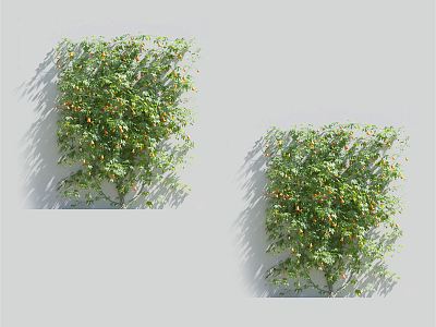 Modern Vine Climbing Vine Plant model