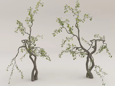 Two Ornamental Trees Featuring Curved Trunks And Lush Green Foliage In Natural Posture 3d model