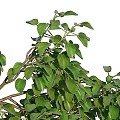 Arbor With Lush Green Foliage And Tall Brown Trunk In Natural Setting