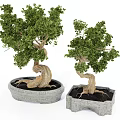 Artistic Bonsai Plants With Twisted Trunks And Green Foliage In Stone Planters