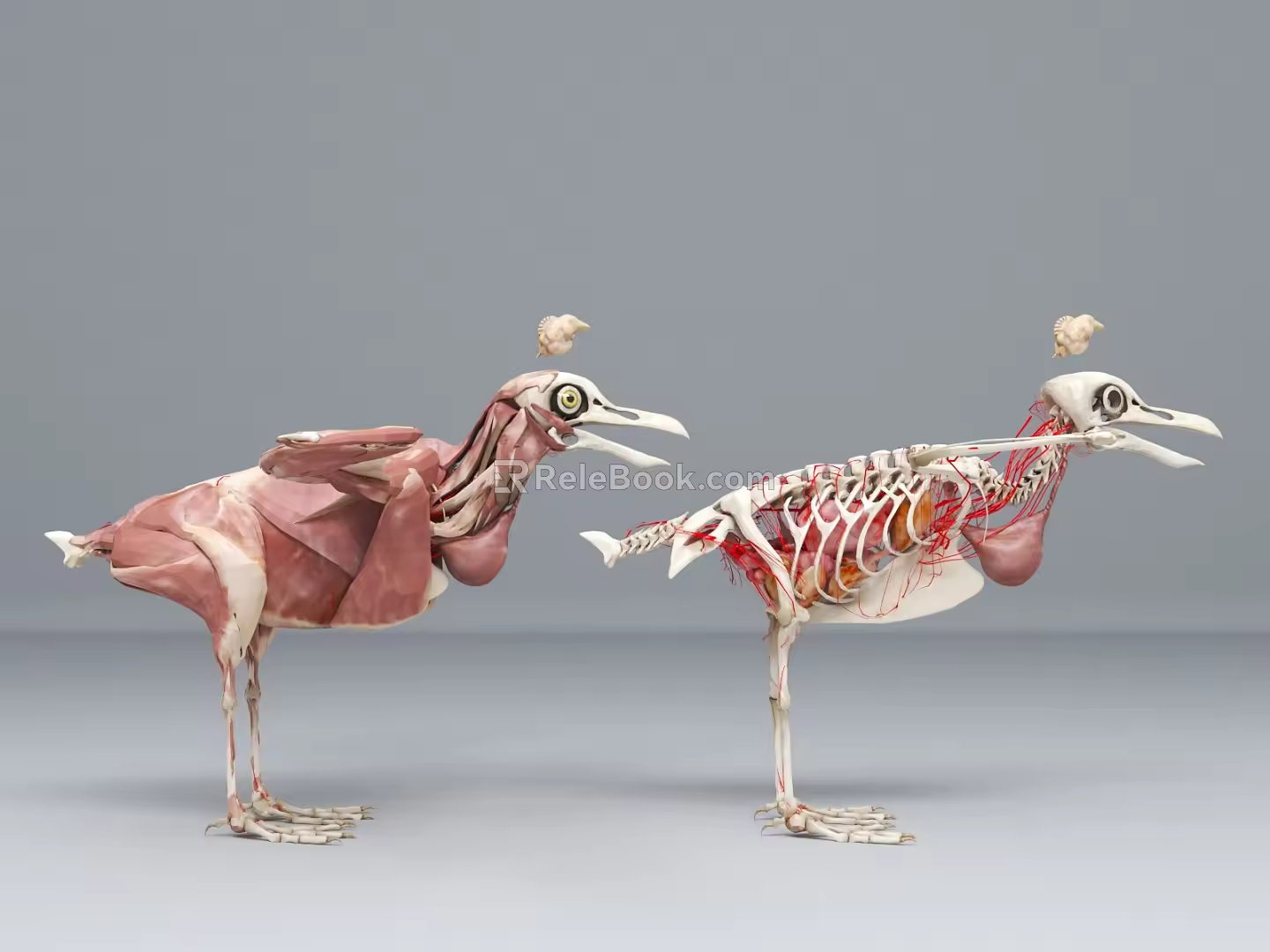anatomy chicken bird eagle musculoskeletal skeleton visceral heart capillary 3d model