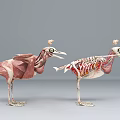 anatomy chicken bird eagle musculoskeletal skeleton visceral heart capillary 3d model