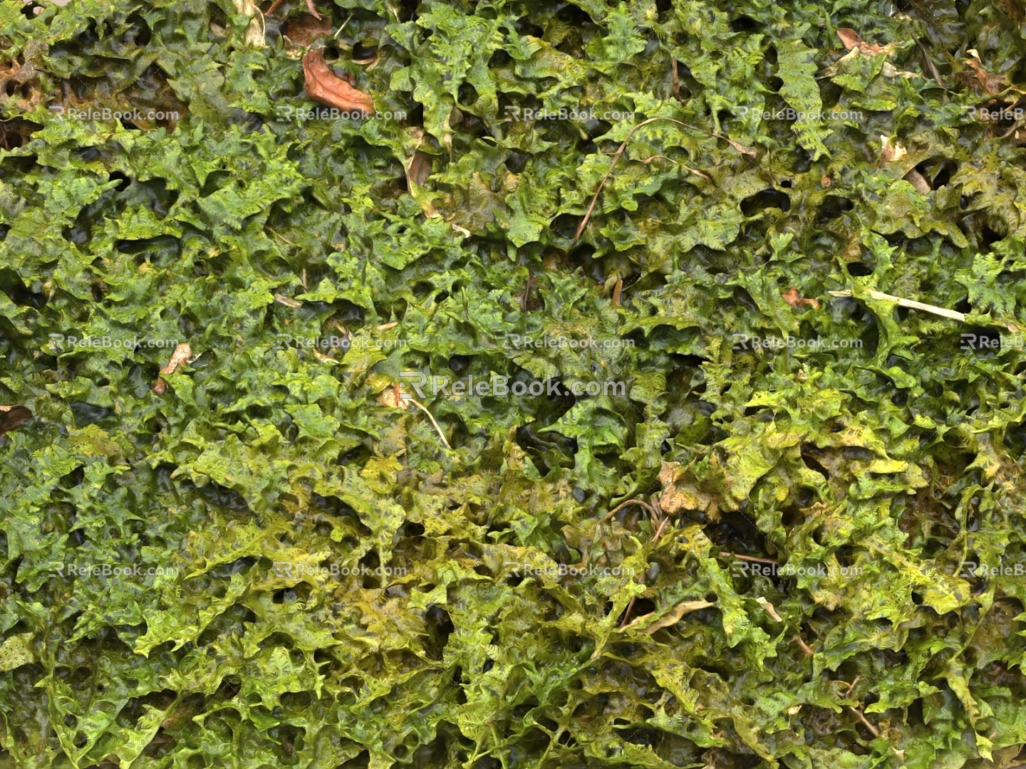 Grass ground moss moss ground moss terrain lawn 3d model