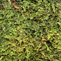 Grass ground moss moss ground moss terrain lawn 3d model