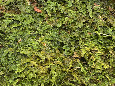 Lush Green Moss With Vibrant Fresh Texture Covering Natural Ground Surface 3d model