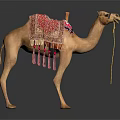 Adorned Camel With Ornate Colorful Decorative Blanket And Yellow Rope