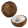 fruit coconut 3d model