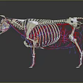 3D Bovine Anatomical Model for Veterinary Medical Device Displaying Skeletal and Vascular Systems