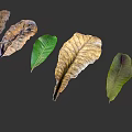 Green and Withered Plant Leaves Arranged on Gray Background with Natural Texture