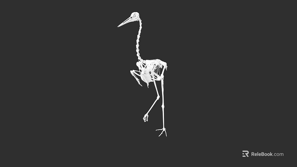 Detailed White Bird Skeleton In Standing Pose Against Black Background 3d model 
