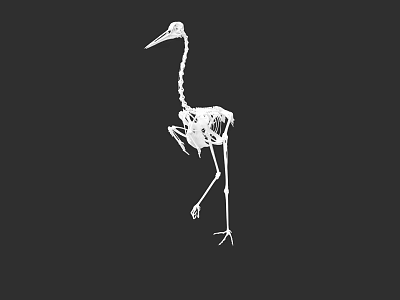 Detailed White Bird Skeleton In Standing Pose Against Black Background 3d model