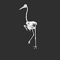 Detailed White Bird Skeleton In Standing Pose Against Black Background