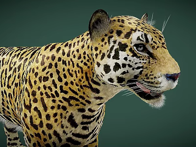Realistic Jaguar Game Character With Detailed Spotted Fur And Side Profile 3d model