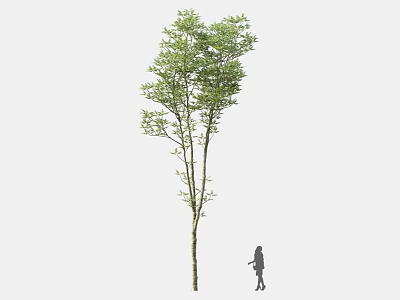 Tall Arbor with Lush Green Foliage and Child Silhouette for Size Comparison 3d model