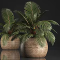 Two Woven Texture Planters With Large Green Palm Leaf Potted Plants