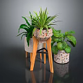 Potted Green Plants In Speckled Pots On Wooden Tripod Stand With Dark Reflective Surface Arrangement
