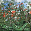 Vibrant Orange Flowers With Lush Green Leaves In Sunlit Natural Garden Space