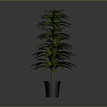 Green Leafy Plant with Lush Long Leaves in Black Pot against Gray Background