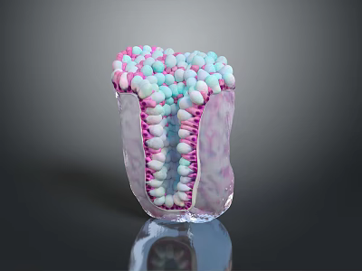 Tooth Organ Internal Structure With Colorful Granular And Microscopic Anatomy Details 3d model
